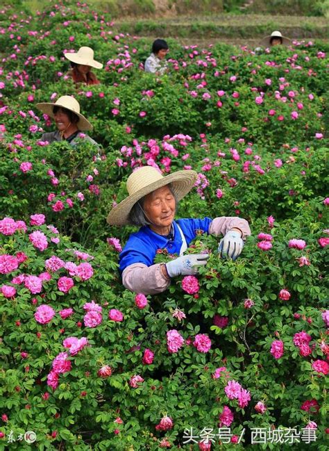 種植玫瑰花